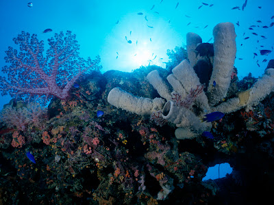 Gambar Kehidupan Bawah Laut