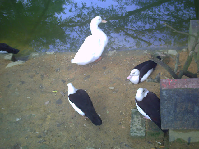 Itik Putih di Penang Bird Park