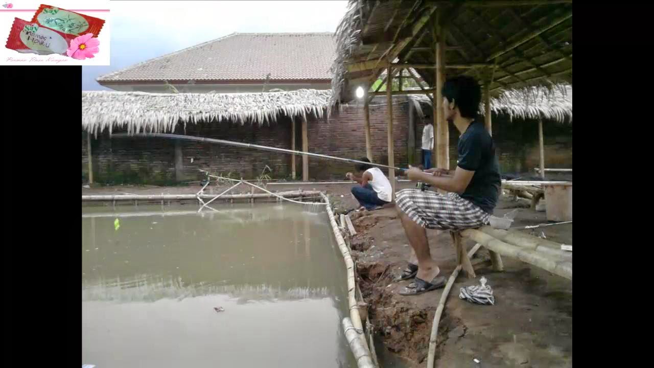  Video Memancing Ikan Bawal