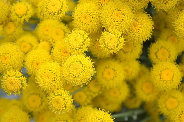 yellow, summer, flowers