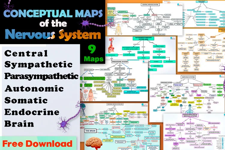 Conceptual maps of the nervous system, with all its parts and functions.