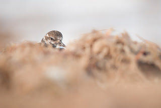 Josh Jaggard, Turnstone