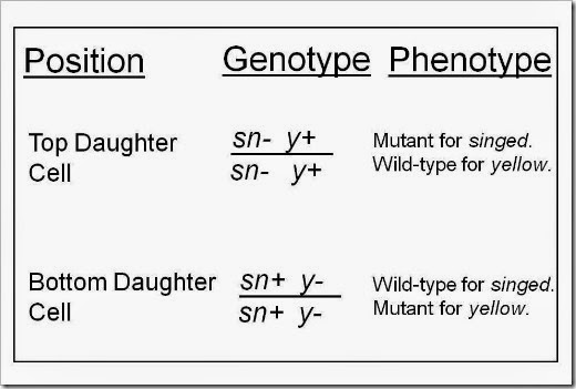 Genotype_Phenotype Chart