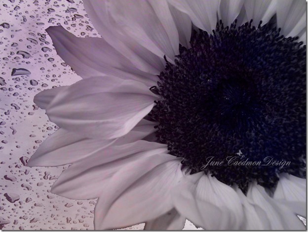Sunflower_BW