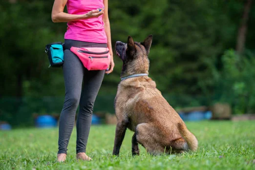 How to train your dog: The most important dog training tips