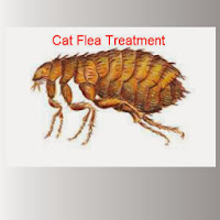 What Kills Fleas in the House