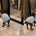 Adorable Labrador Retriever Welcomes Her Owner Home With Hilarious Dance