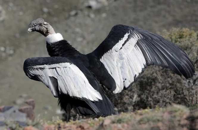 Huarpe, el cóndor andino que recuperó la libertad en el Parque Provincial Cordón del Plata