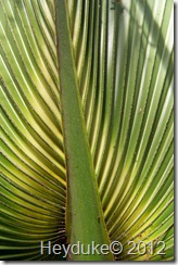 SawPalmetto frond