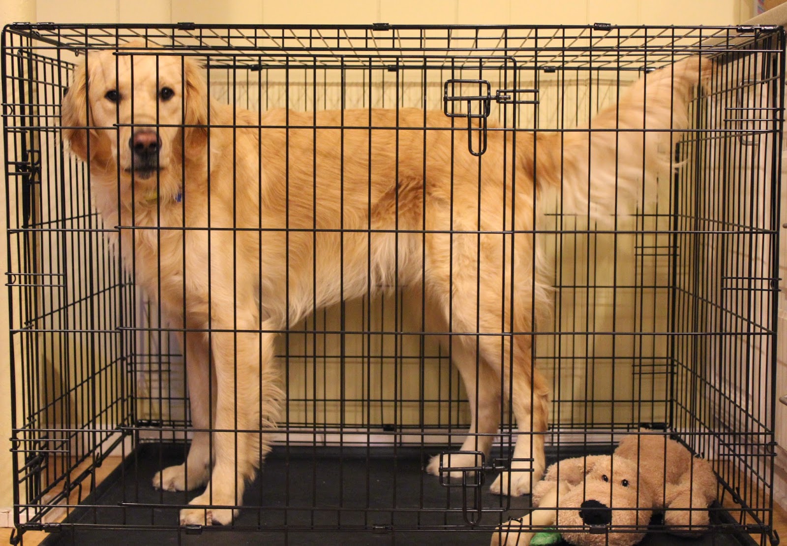 benefits of crate training dogs