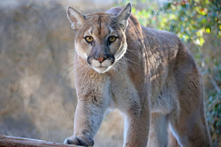 Cougar vs Black bear