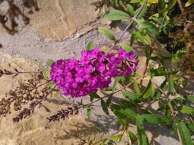 buddleia