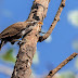 indian Scimitar Babbler