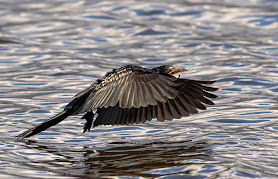 Reed cormorant  in Flight Woodbridge Island Image Copyright Vernon Chalmers Photography