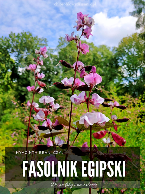 hyacinth bean lablab purpurea wspiega egipska warzywa fasola fasolowate w Chinach vegetables egzotyczne tropikalne rosliny jadalne pokroj uprawa opis pochodzenie lisc lablab bean