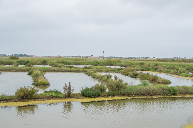 Ile de Ré, côté marais