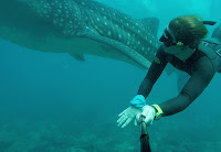 Freediving Maldives Whale shark - PJ Freediving