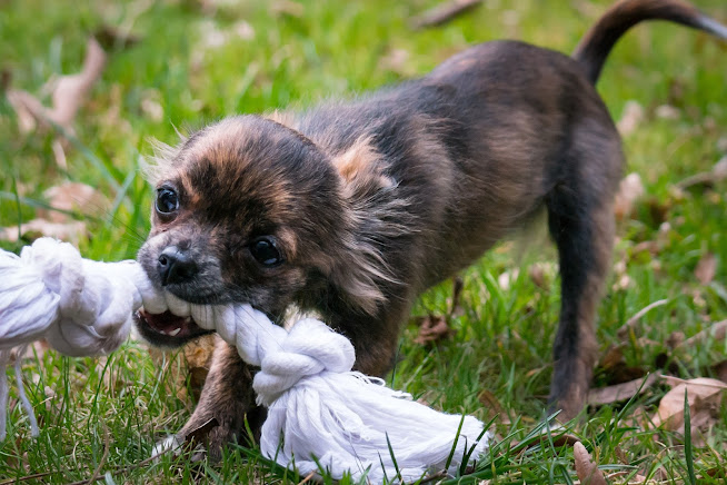How to Train Your Dog Not to Bite