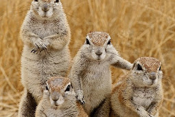 Keeping Flying Squirrels as Pets