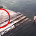Dva dečaka su se igrala u jezeru, ali kada vidite šta je skočilo u vodu za njima, zanijemit ćete (VIDEO)