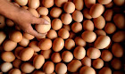 Agen Telur Ayam Ras di Jakarta Timur
