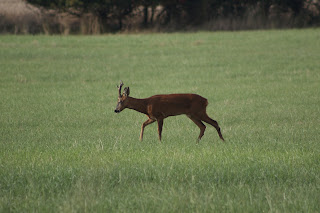 Roe Buck