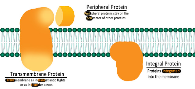 protein integral dan ekstrinsik