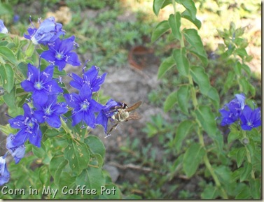 fall potatoes-3 ponds- bees 054