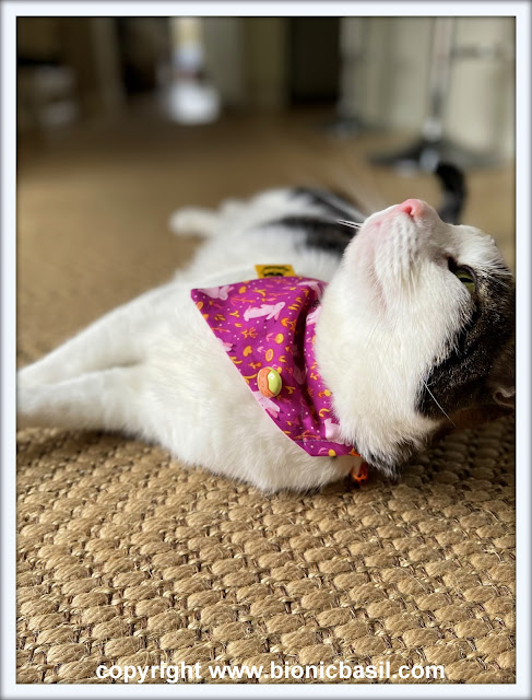 The BBHQ Midweek News Round-Up ©BionicBasil® Melvyn Modelling This Weeks Top Pick Bandana - Funny Bunnies