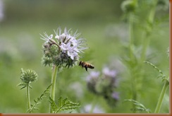 Phacelia