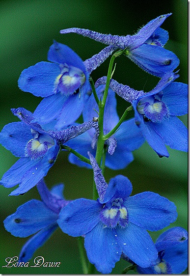 Delphimium_BlueBird