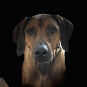 Bruzzo the Rhodesian Ridgeback RIP