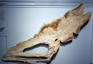 Thalassodromeus'un kafatası