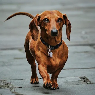 Dachshund Pics