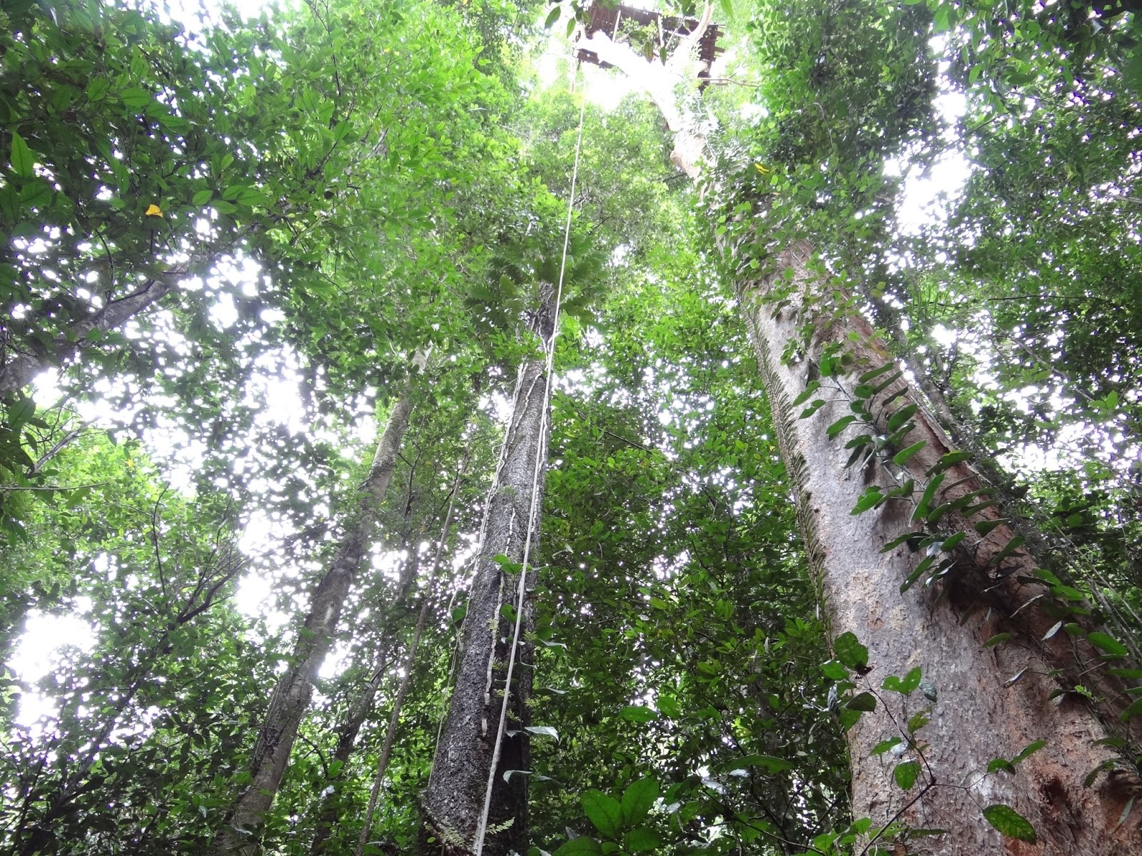 Canopi Safari di Taman Nasional Manusela, Seram | Wangi rumput