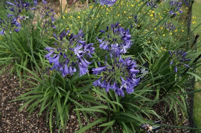 Agapanthus Northern Star - Northern Star Lily of the Nile care