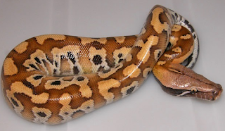 Ular sanca gendang (Python curtus)