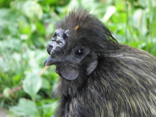 Klingon cockerel