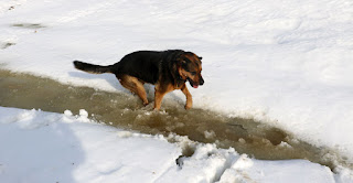 Rambo bouncing in the slush of the stream