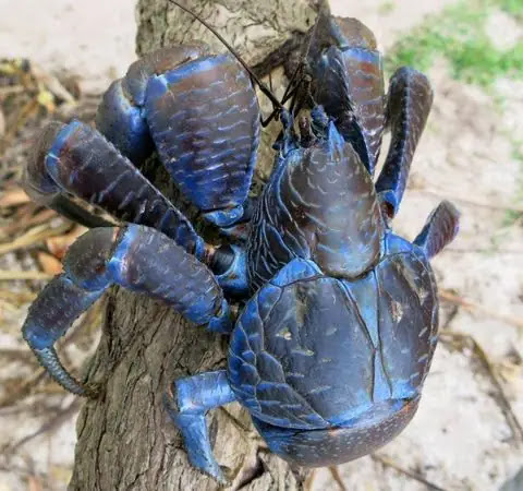 Coconut Crab Facts and Information