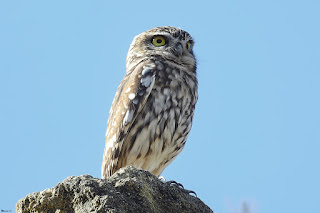 mochuelo europeo-athene noctua-rapaces-mochuelo posado-aves-aves nocturnas-