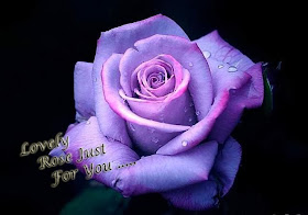 nice purple rose