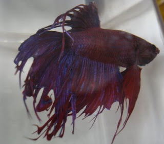 crowntail betta splenden