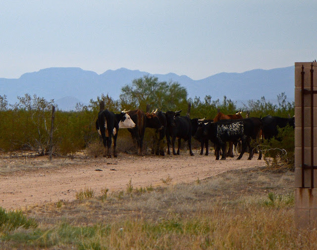 photography, desert, sonoran desert, amy myers, cattle ranch, arizona