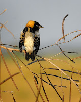 Bobolink male in breeding plumage, Lake Woodruff, FL - by Andrea Westmoreland, Apr. 2010