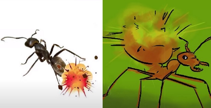 Why Do Ants Commit Suicide And How Do They Turn Into Suicide Bombers? | Why Do Ants Explode Themselves?