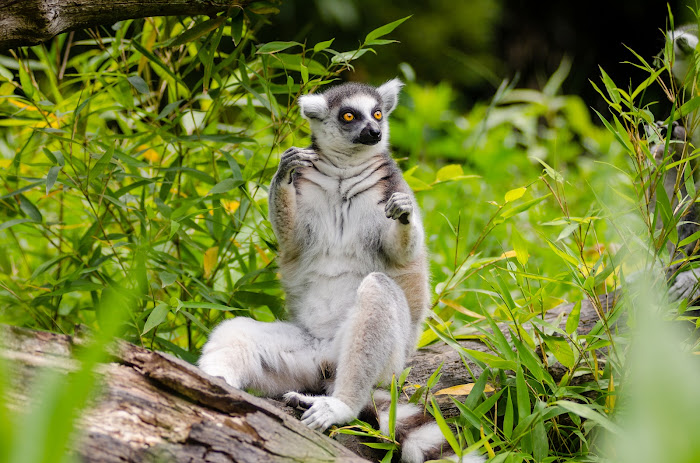 Lemur Habitad