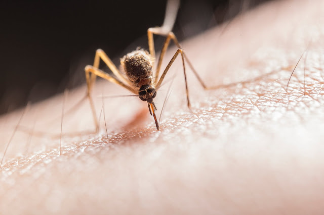 Home Remedies To Kill Mosquitoes