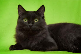 Black cat on green background