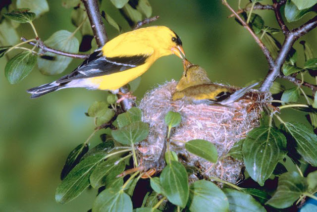 Feeding Baby Wild Birds